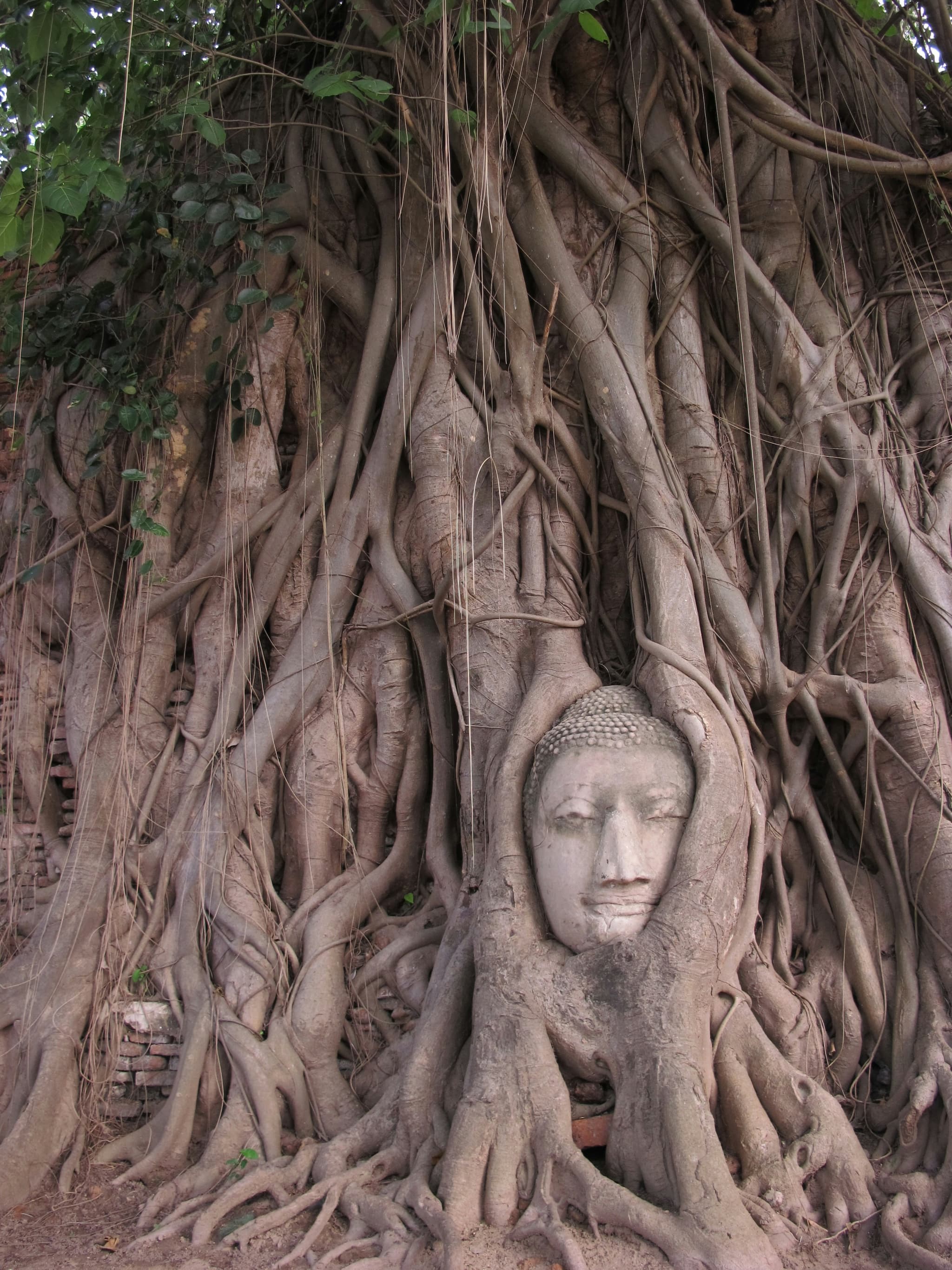 Ayutthaya ancient temple ruins with Buddha head entwined in tree roots at sunset