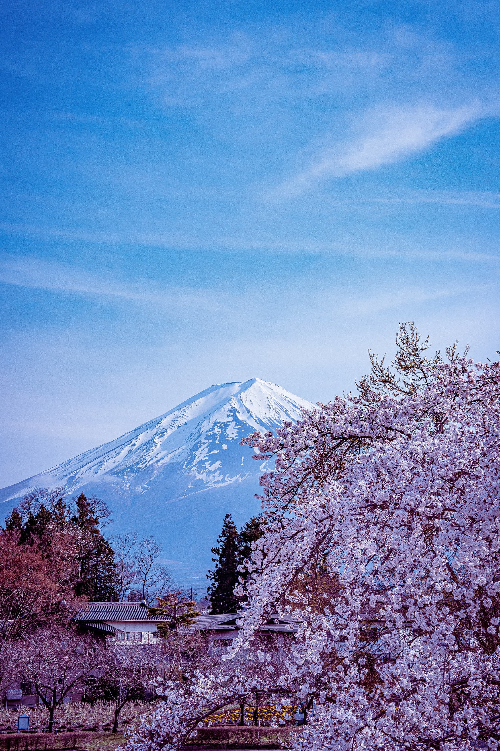 Mount Fuji Japan with cherry blossom trees in full bloom in the foreground at sunrise